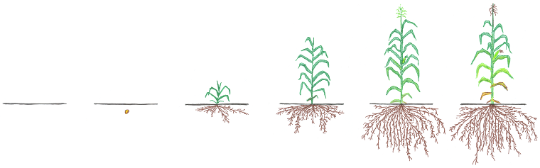 corn growth stages of corn
