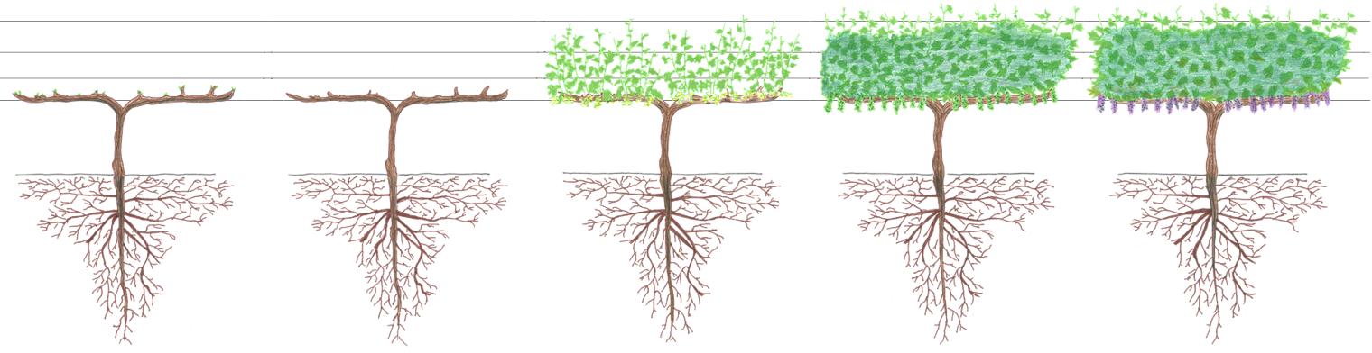 The Life Cycle Of Grapevines