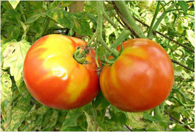 Picture of
                      K deficient Tomatoes
