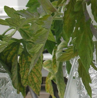 Hojas de
                      tomate deficientes en Nitrgeno